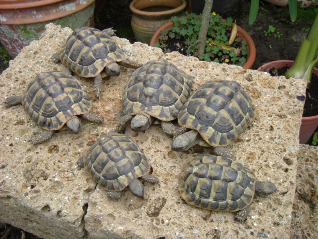 Biete Landschildkröten Testudo hermanni boettgeri - Reptilien - Empte