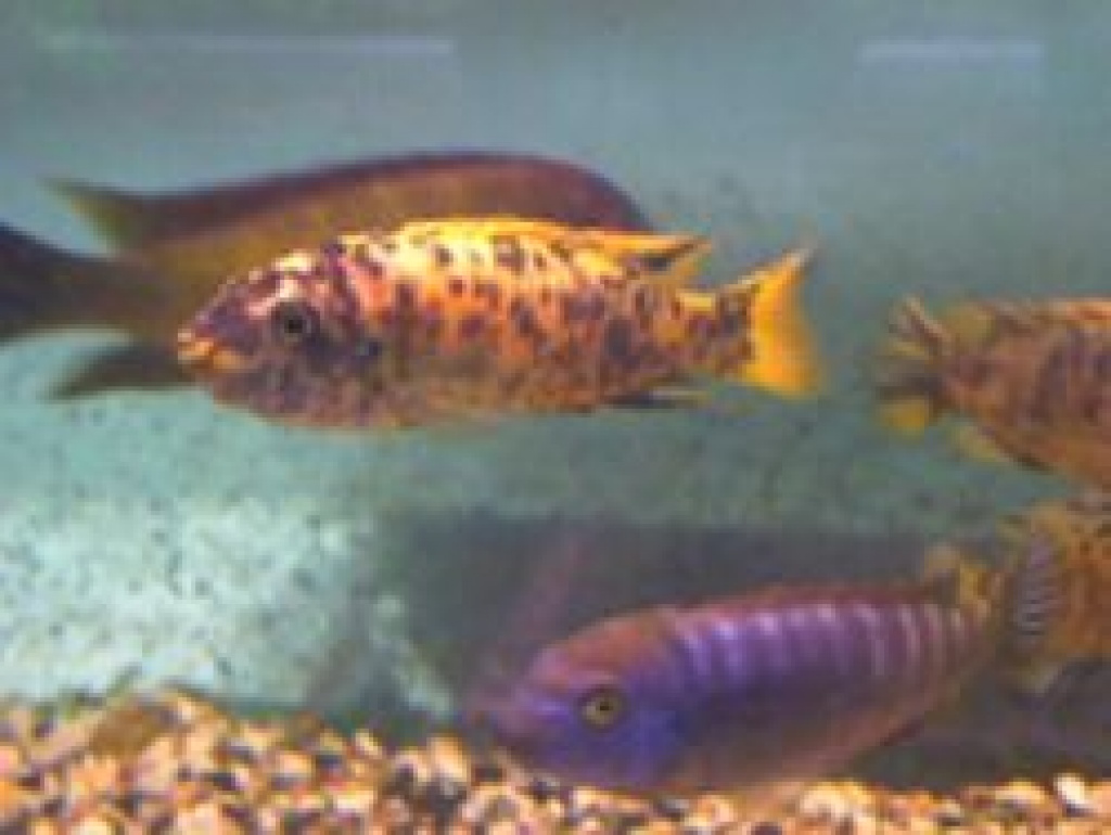 Labeotropheus trewavasae Tumbi West - Fische - Grevenbroich