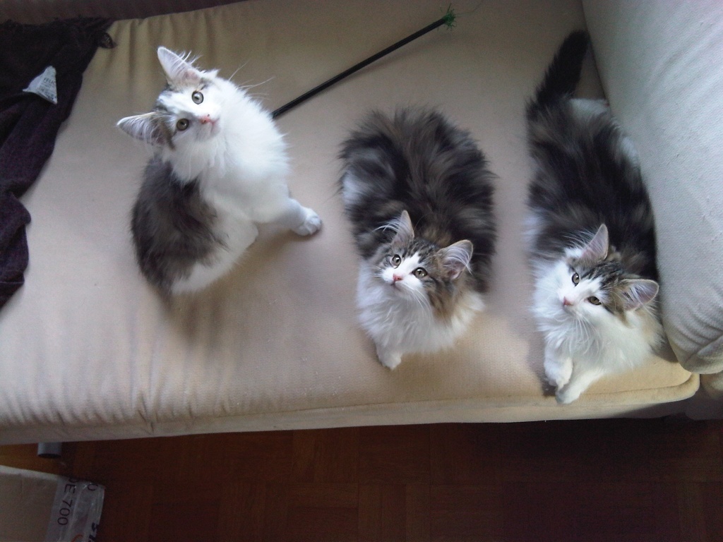 Norwegische Waldkatzenbabys - Katzen - Wüstenrot