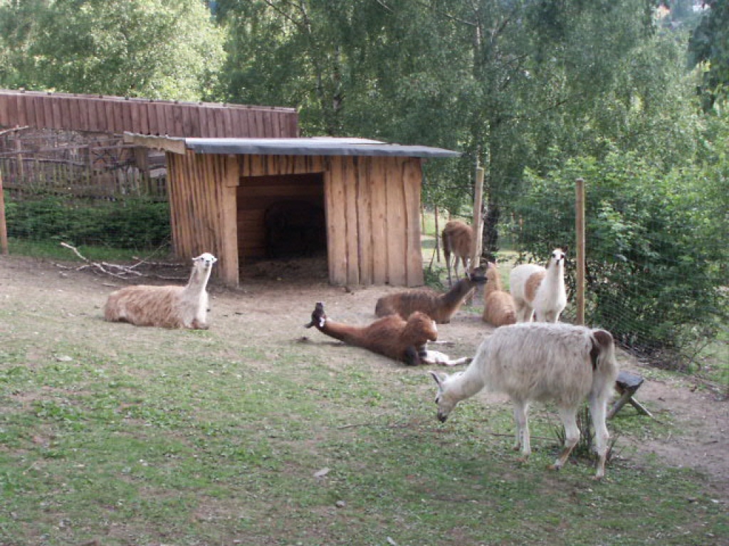 Schöne Lamas - Nutztiere - Reichenbach