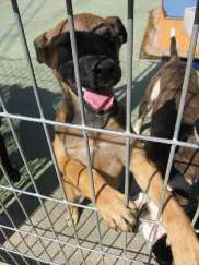 Dringend Paten gesucht - Hunde - Herzlake