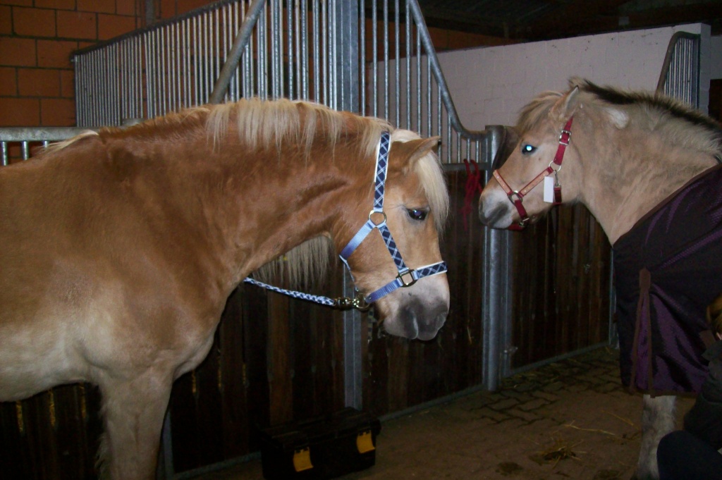 2 x Reitbeteiligung zu vergeben.... - Pferde - Lasbek