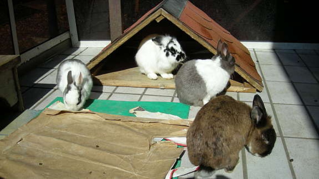 Kaninchen suchen ein neues Zuhause ! - Nagetiere - Duisburg