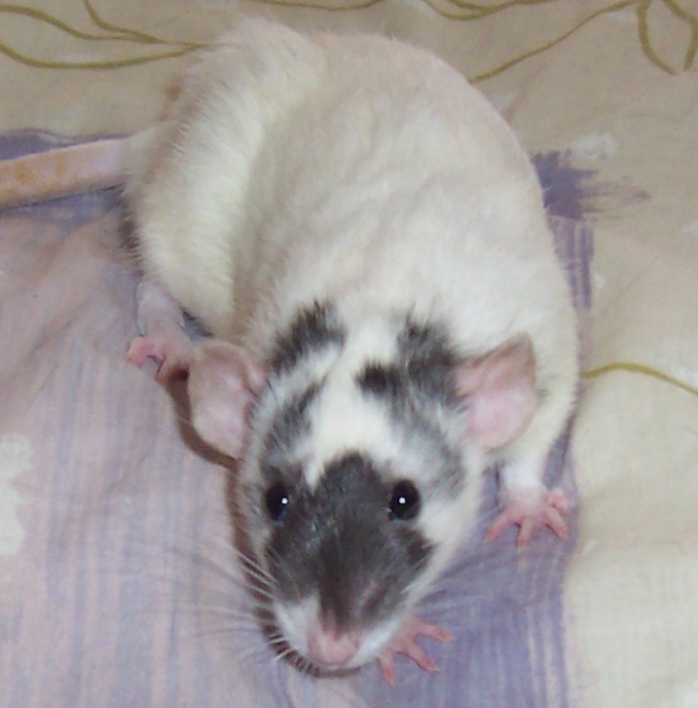 Ich suche nach Husky Ratten - Nagetiere - Colorado
