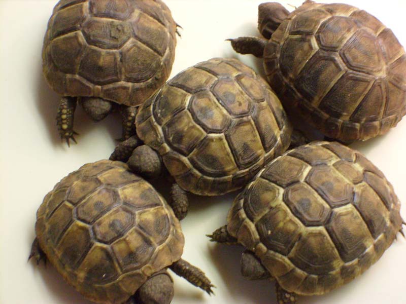 Verkaufe griechische Landschildkröten NZ 08 - Reptilien - Loburg