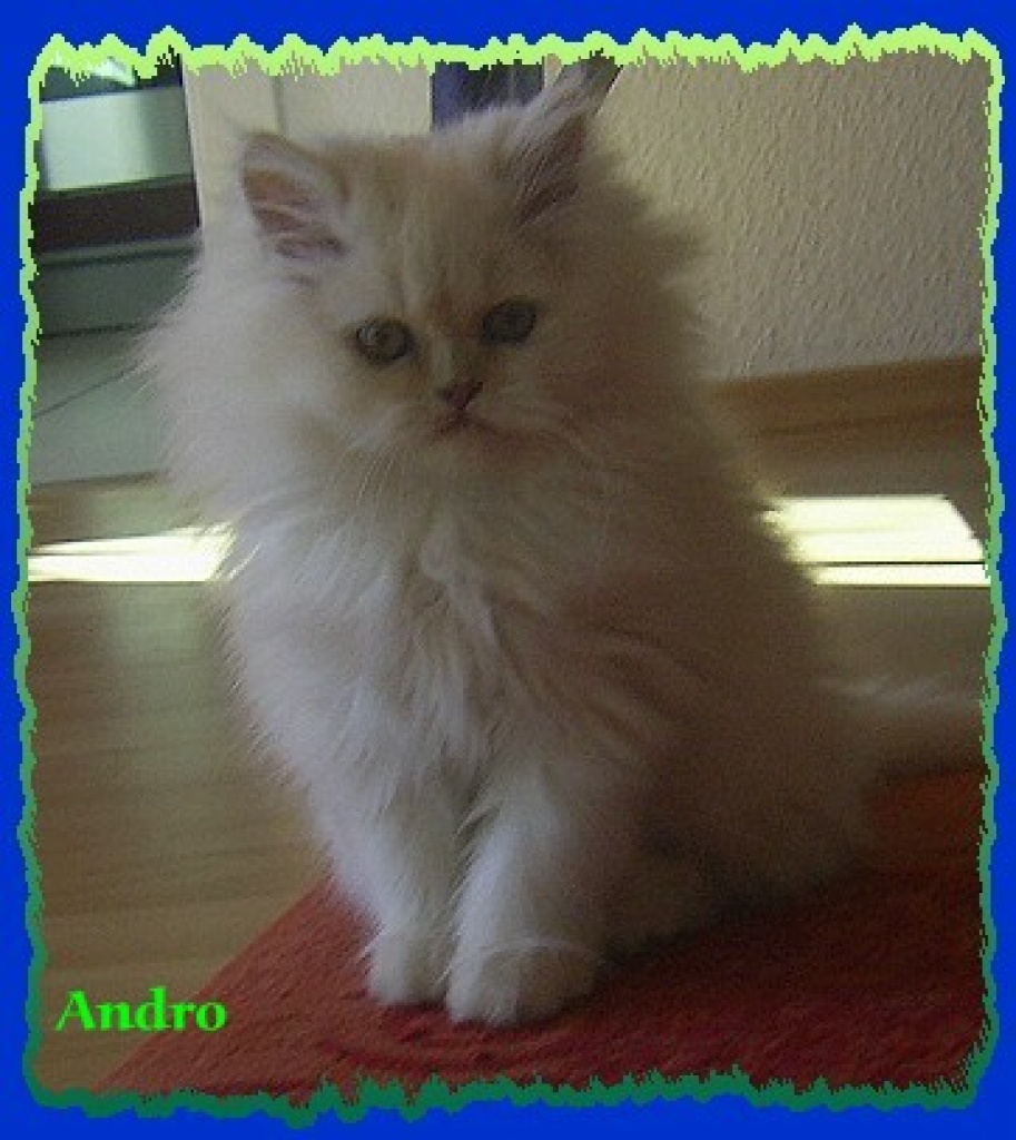 Perserbabys mit Näschen,suchen.DICH!!!! - Katzen - Plauen