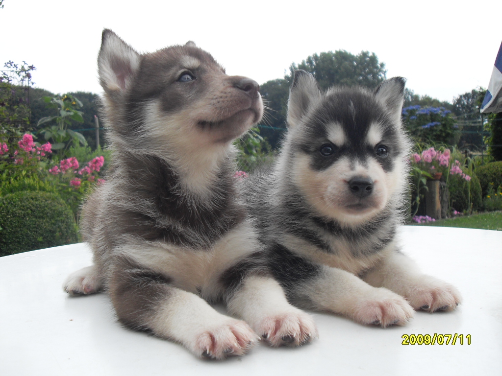 Huskywelpen - Hunde - Ibbenbüren
