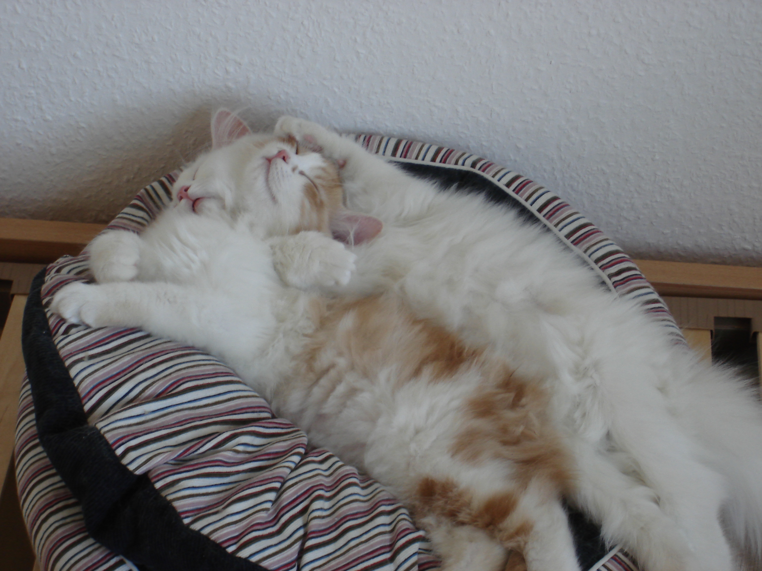 2 türkisch-angora/ türkisch-van kitten suchen ein neues zuhause - Katzen - Berlin
