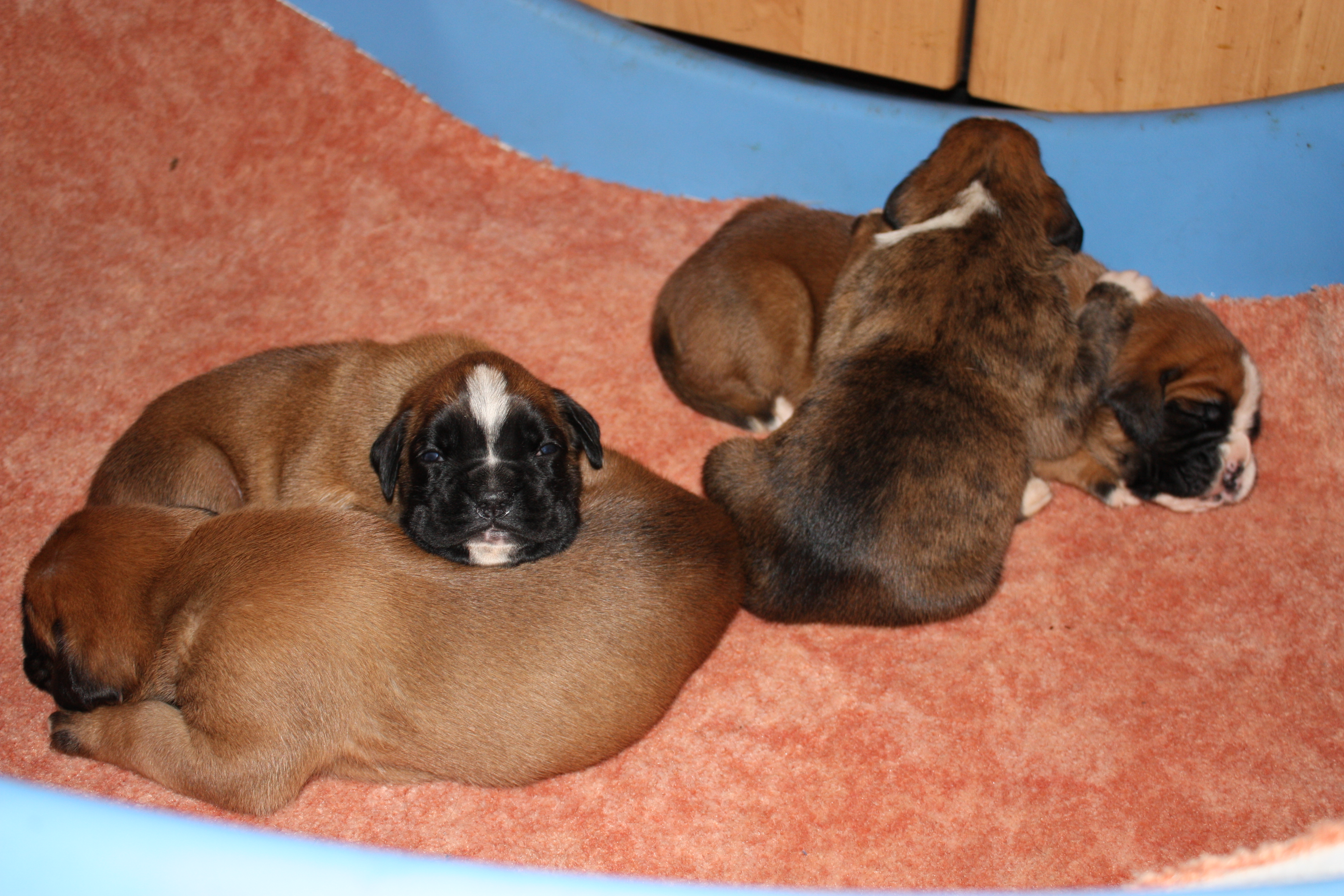Boxer Welpen mit VDH/ BK Papieren - Hunde - Mühlenbeck