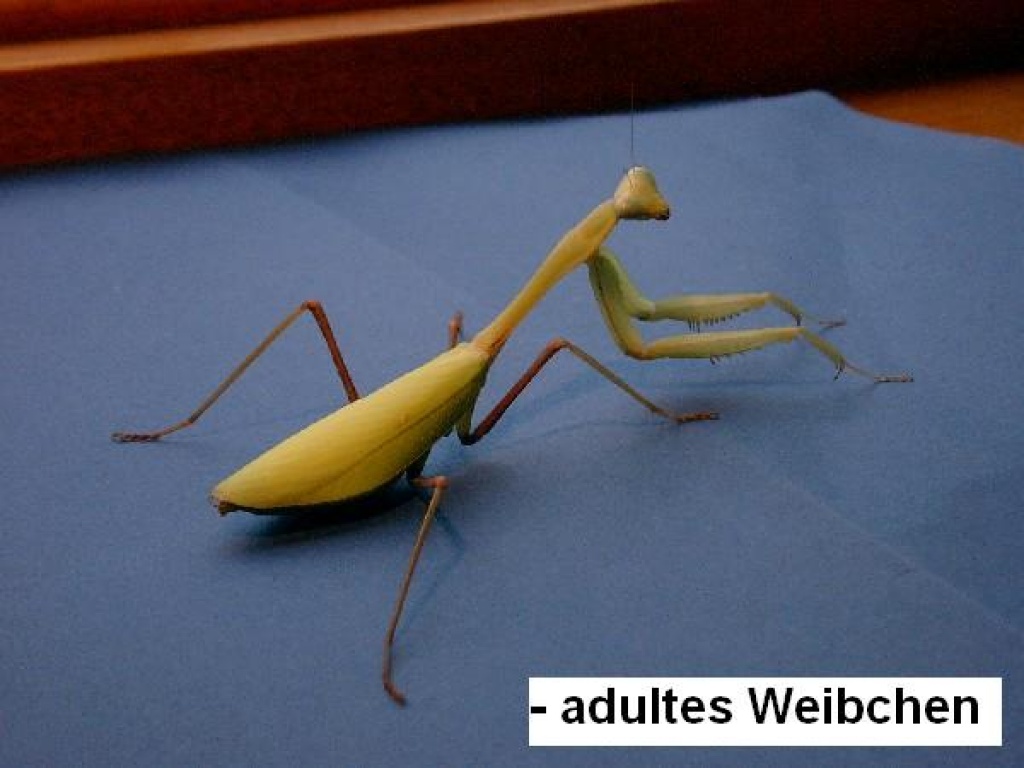 Hierodula Membranacea (Indische Riesengottesanbeterin) - Insekten - Hamm