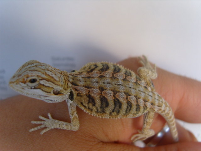 Hypoleatherback,Hypotranslucent - Reptilien - Filderstadt
