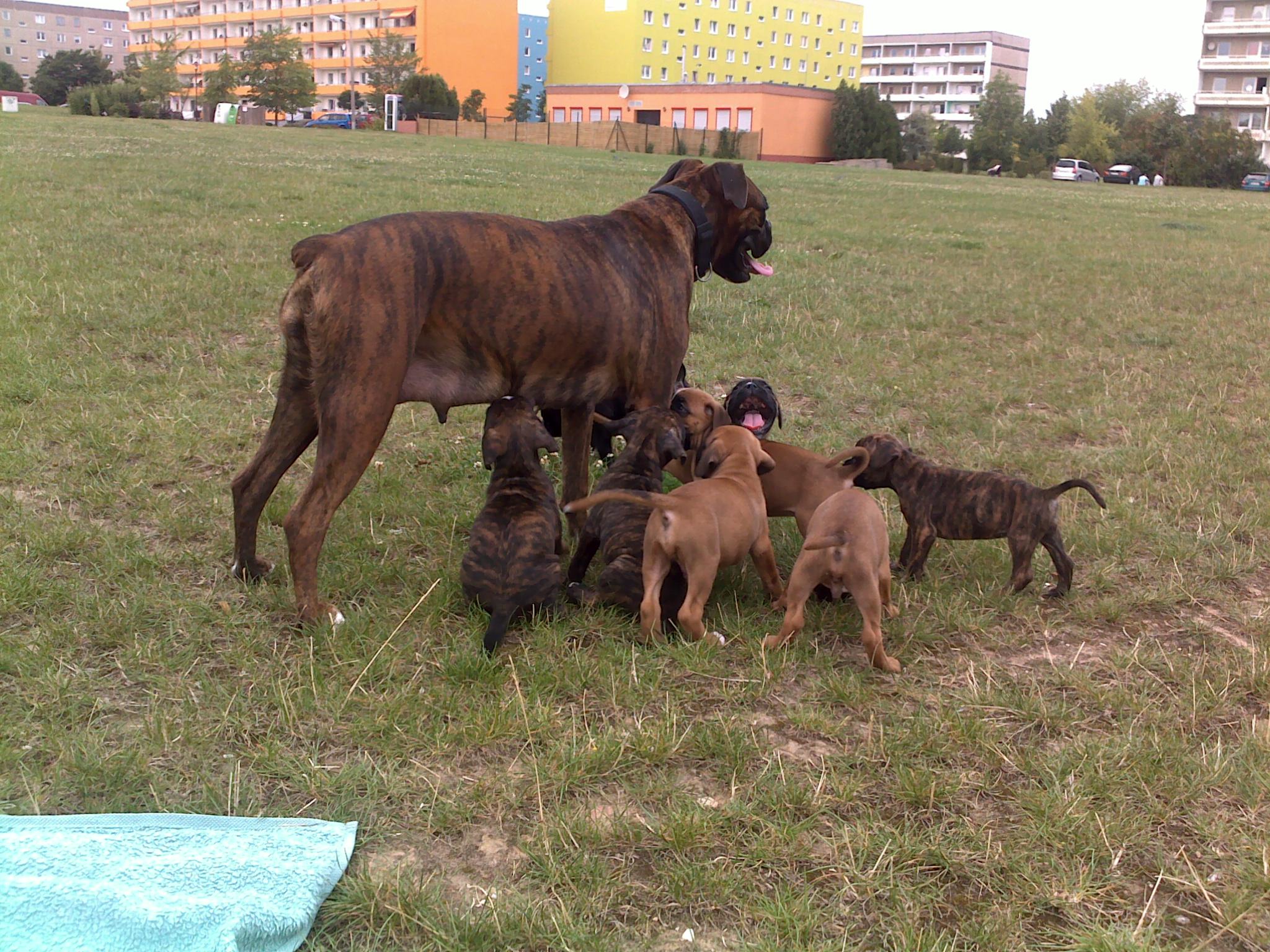 Reinrassige Boxerwelpen - Hunde - Tangermünde