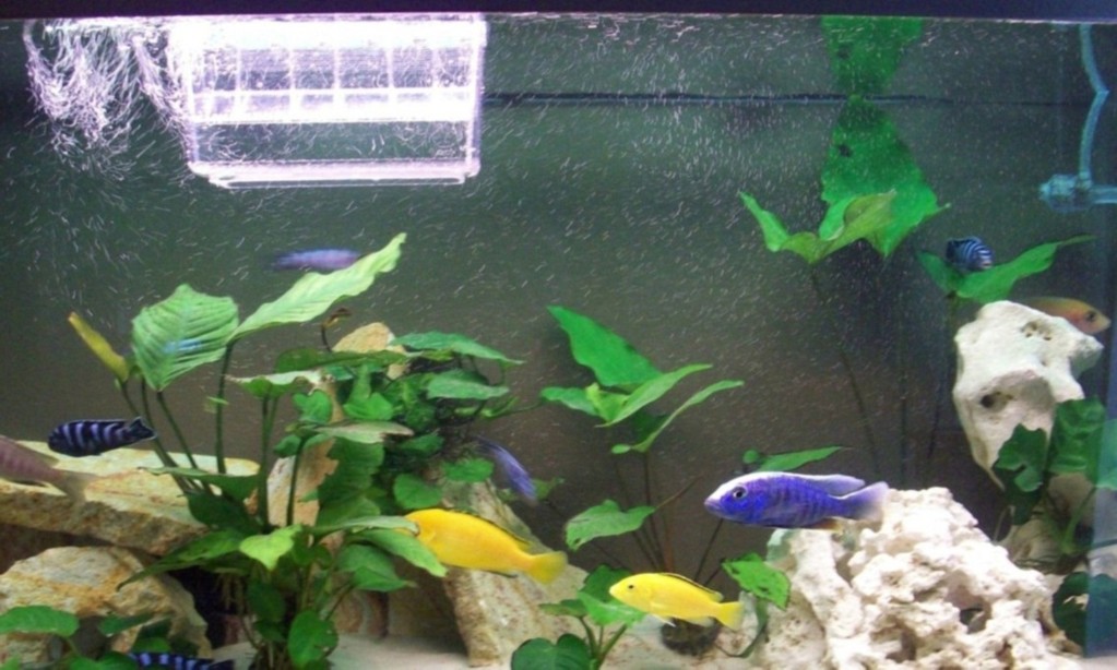 Fischeierbrutvorrichtung - Fische - Uetze
