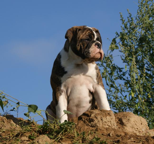 Olde English Bulldoggen Welpen - Hunde - Berlin