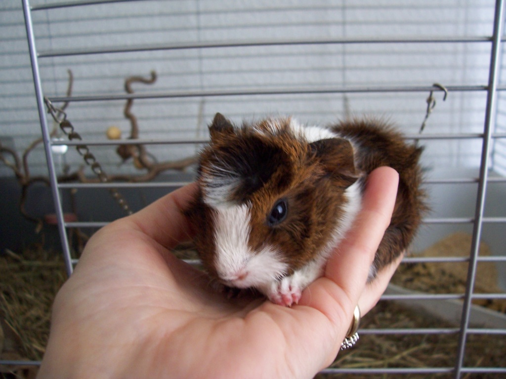 Süße Baby-Meerschweinchen! - Nagetiere - Mannheim