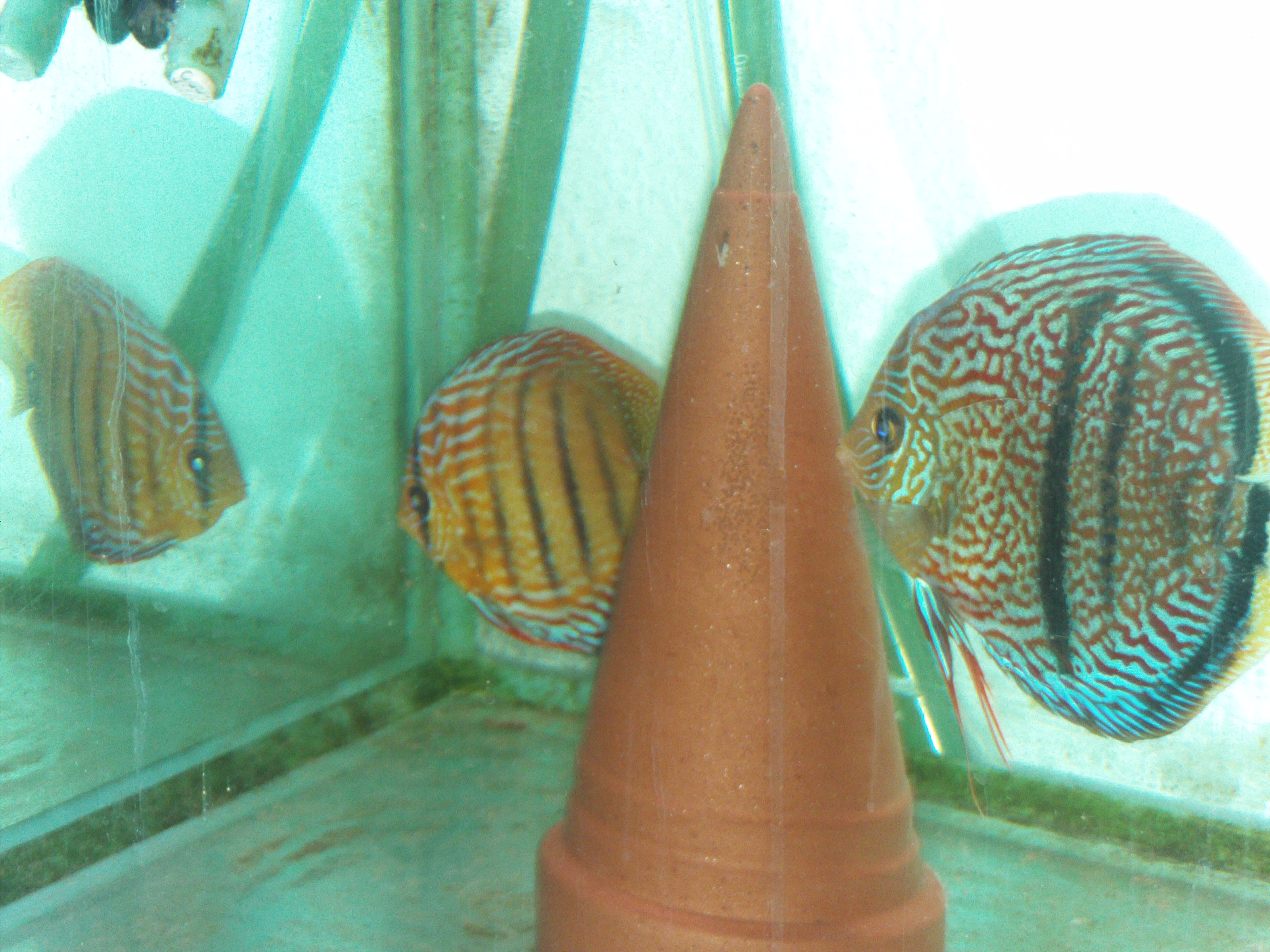 Diskus abzugeben - Fische - Schneeberg