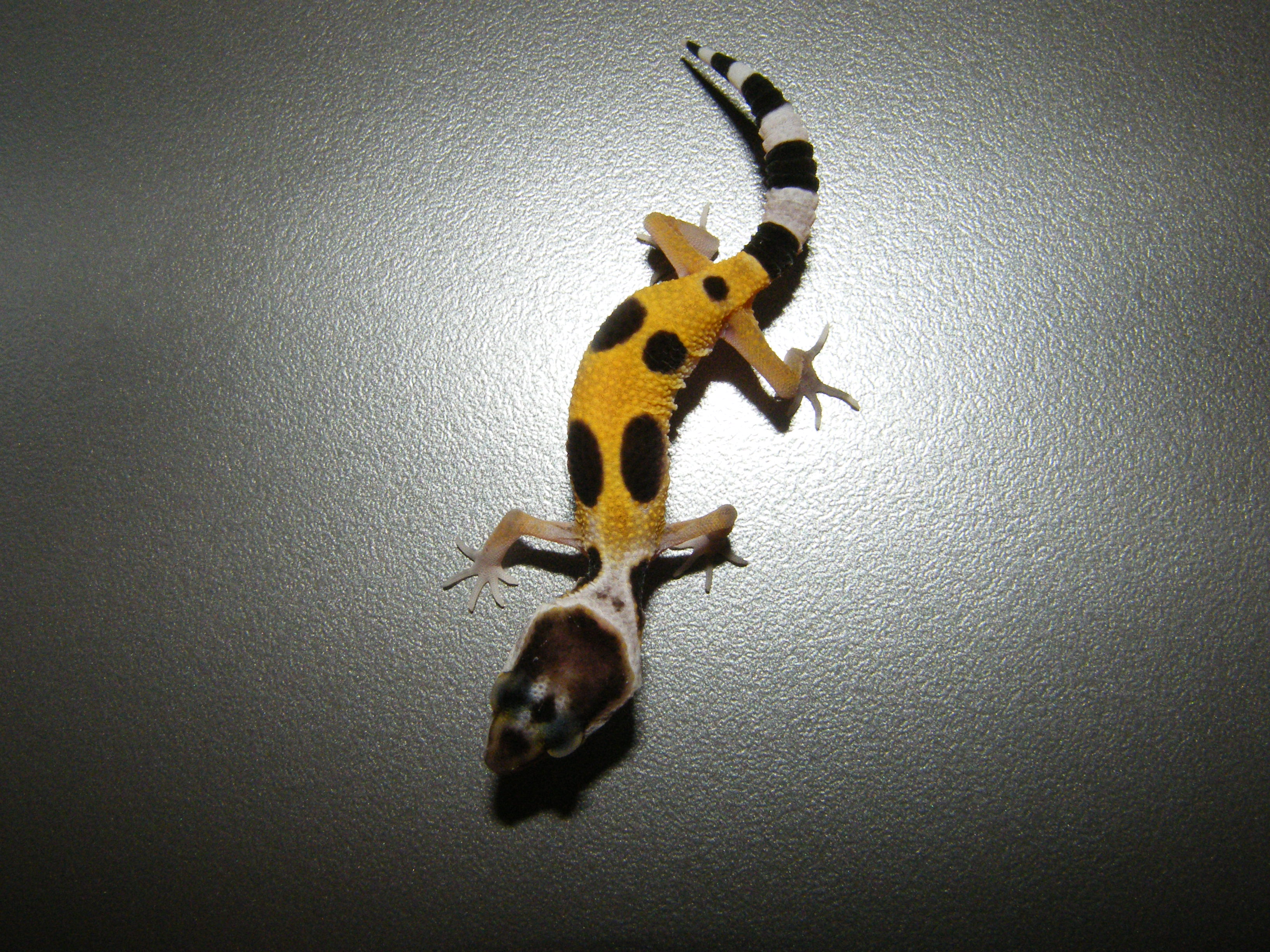 Wir haben super schöne Leopardgeckos abzugeben. - Reptilien - Langen Hessen