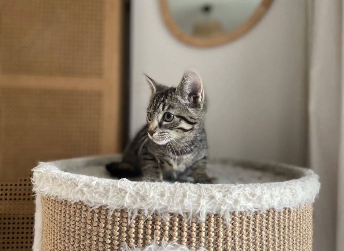 Russisch Blau Mix Kitten - Katzen - Blomberg
