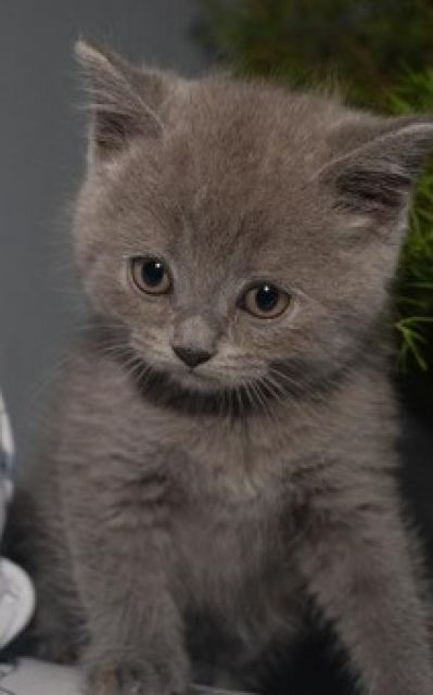 Reinrassige Kathäuser blau - Katzen - Heiligenstadt
