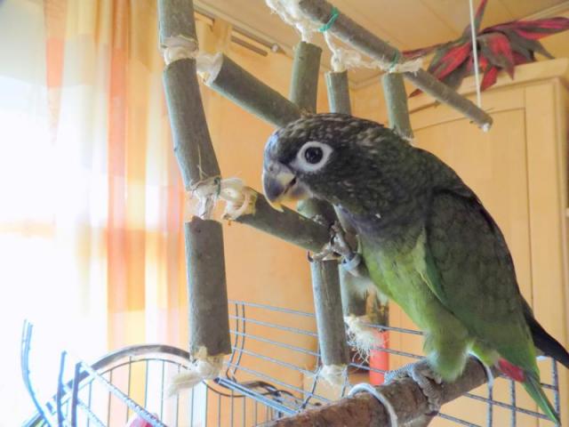 Maximilian Hahn 1.0 Koki sucht neues Zuhause - Voegel - Niedersachsen - Celle