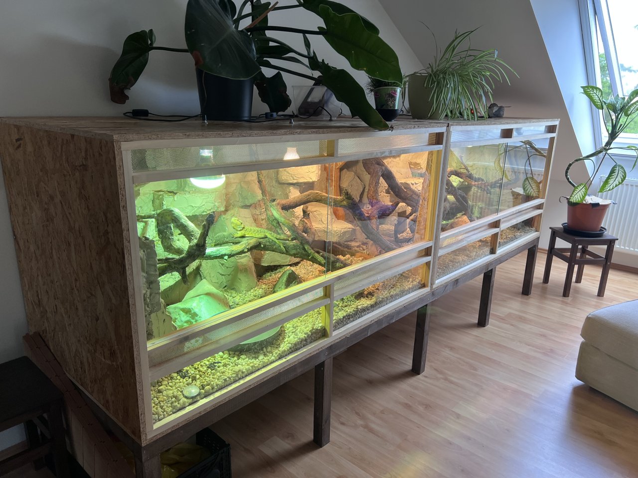 Bartagamen mit Terrarium - Reptilien - Obermichelbach