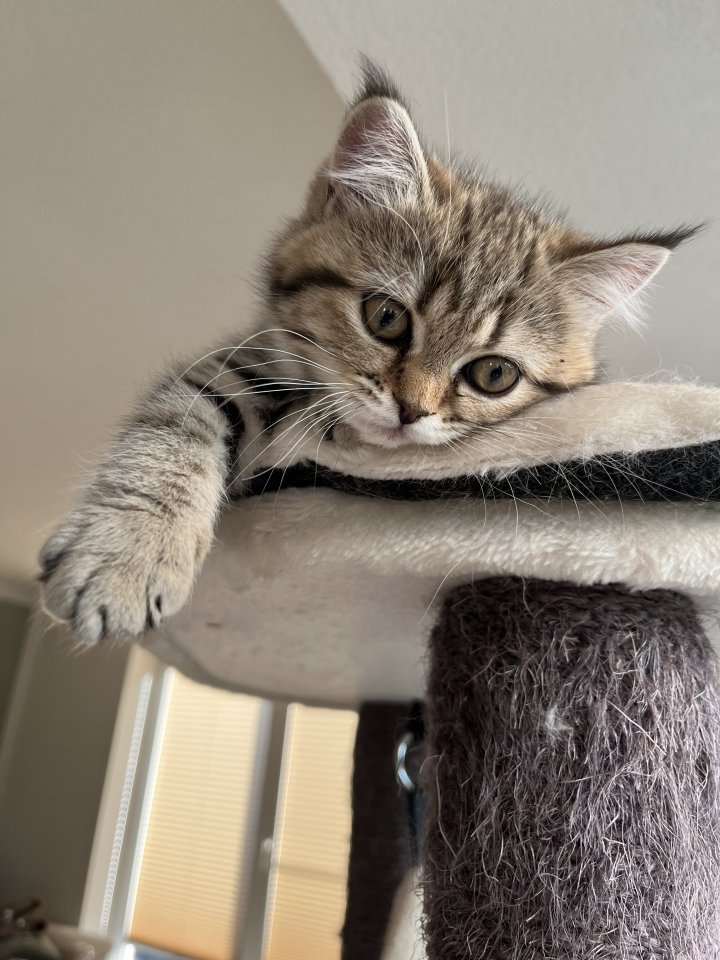 BKH Kitten Golden Tabby Spoted - Katzen - Strausberg