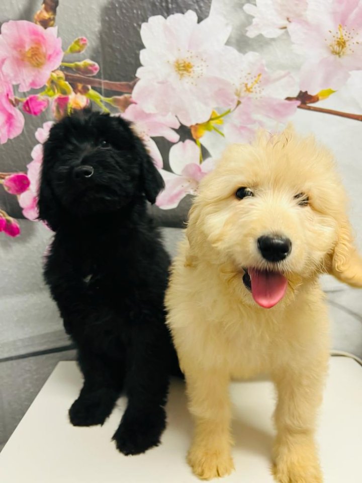 Wundervolle Labradoodle Familienhunde -Preis 900€ - Hunde - Jena