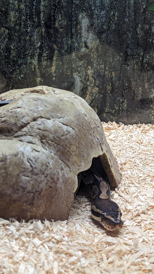 Königspython Weibchen samt Zubehör und Terrarium - Reptilien - Haiger