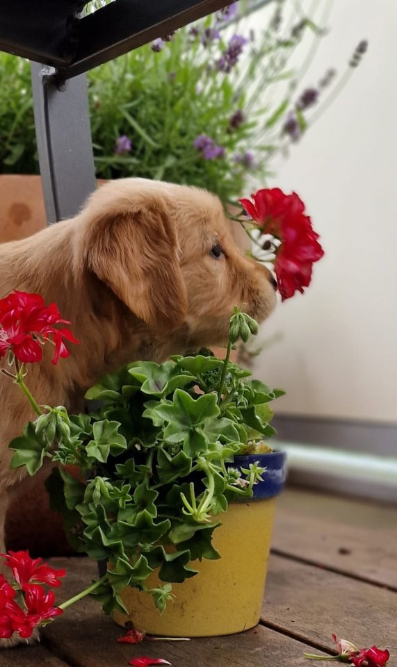 Golden Retriever Rüde - Hunde - Warstein