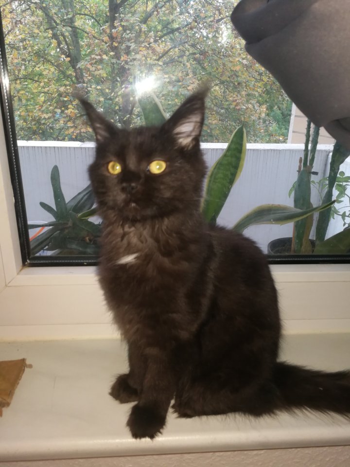 Maine Coon Kitten Weiblich - Katzen - Magdeburg