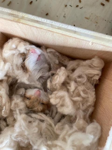 3 Fettschwanz-Rennmäuse mit oder ohne 2x Nagarium und Zubehör - Maeuse - Kerpen