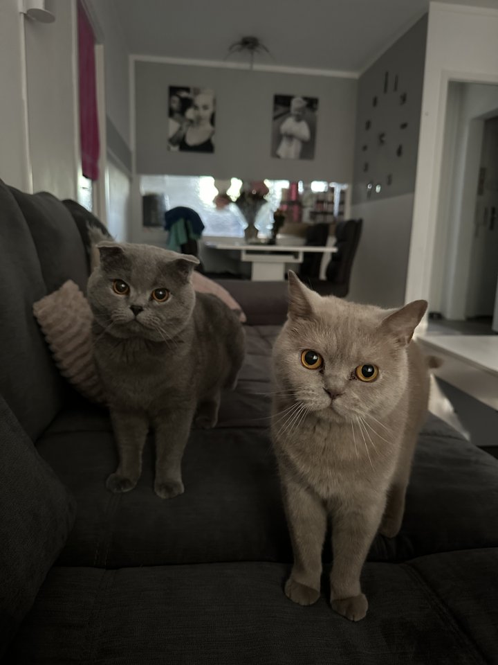 Bkh Katze und scottisch fold Kater suchen ein neues Zuhause - Katzen - Hamburg