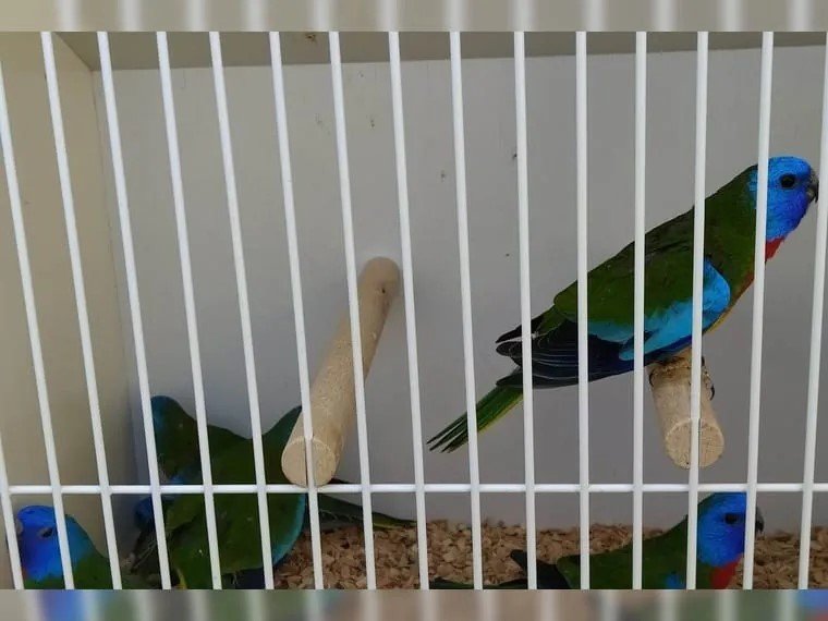 Glanzsittiche Hahn / Hähne wildfarben - Voegel - Ichenhausen