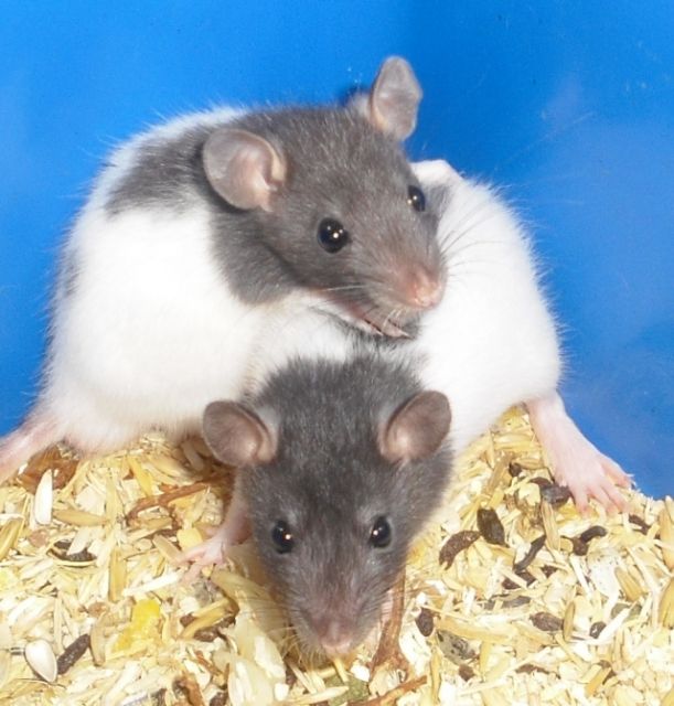 Junge Farbratten Ratten abzugeben - Ratten - Griesstätt