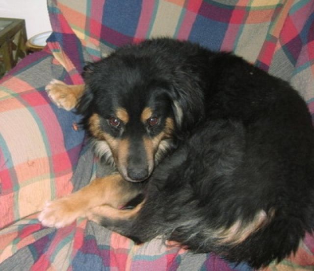 Froixos   er rettete seinem Freund Aris Bernstein das Leben - Hunde - ???