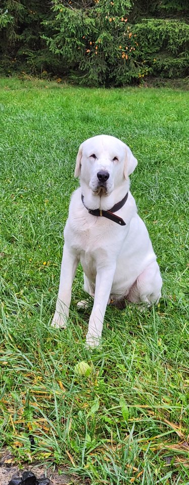 Zentralasiatischer owtscharka - Hunde - Bad Brückenau