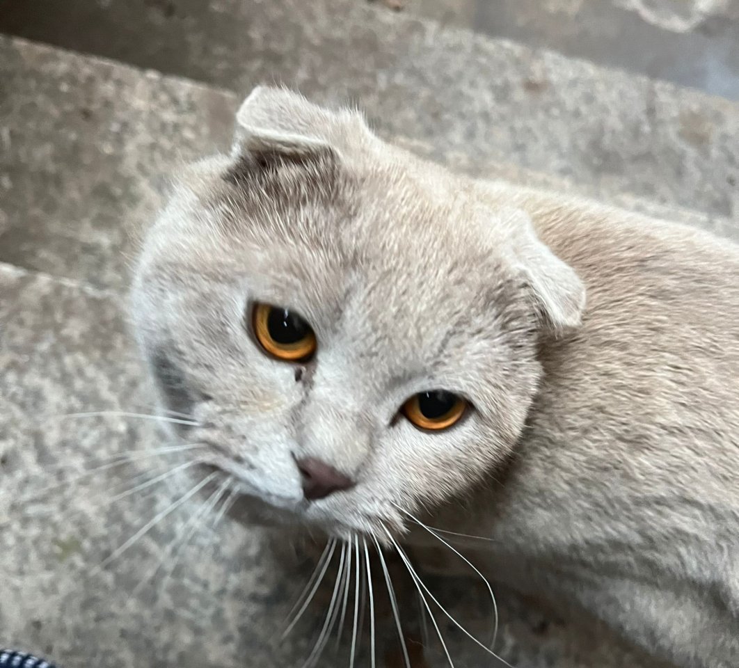 BKH Kater lilac lieb und ruhig - Katzen - Hilpoltstein