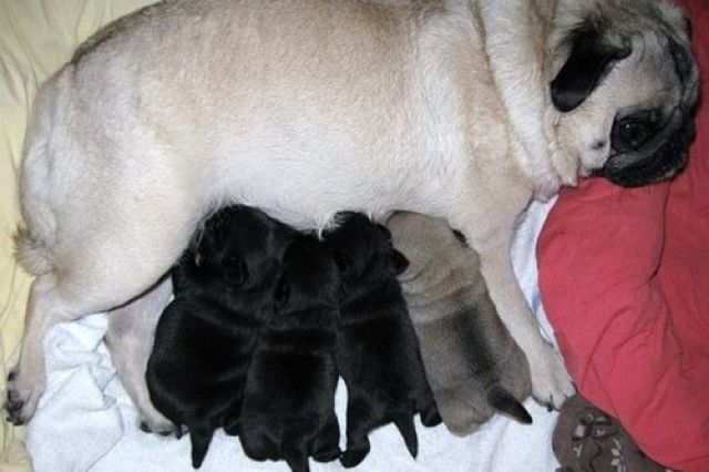 !!! QUIETSCHFIDELE MOPSWELPEN !!! - Hunde - Stuttgart