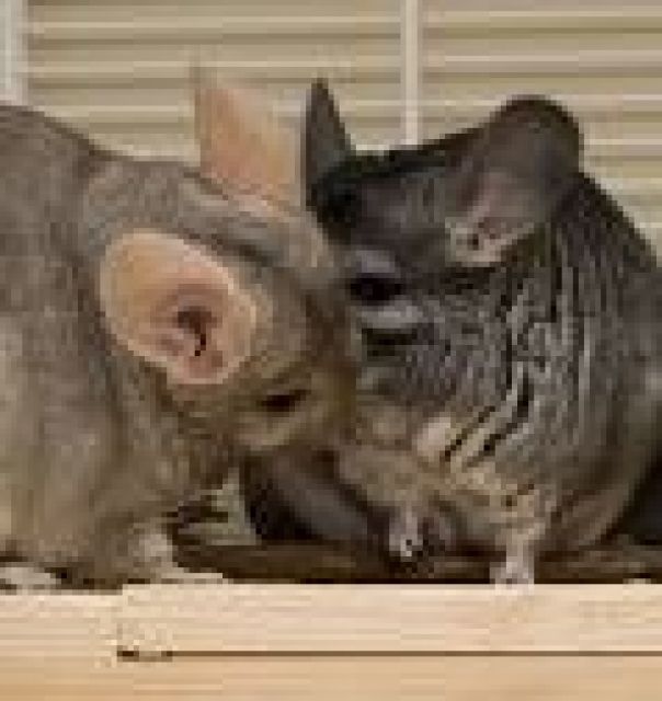 Wundersüsse Chinchillas - Sonst Nagetiere - Hilders