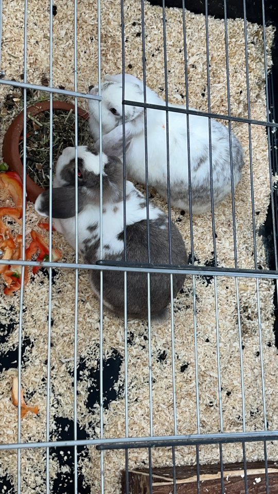 Zwergwidder zu verschenken - Nagetiere - Petershagen
