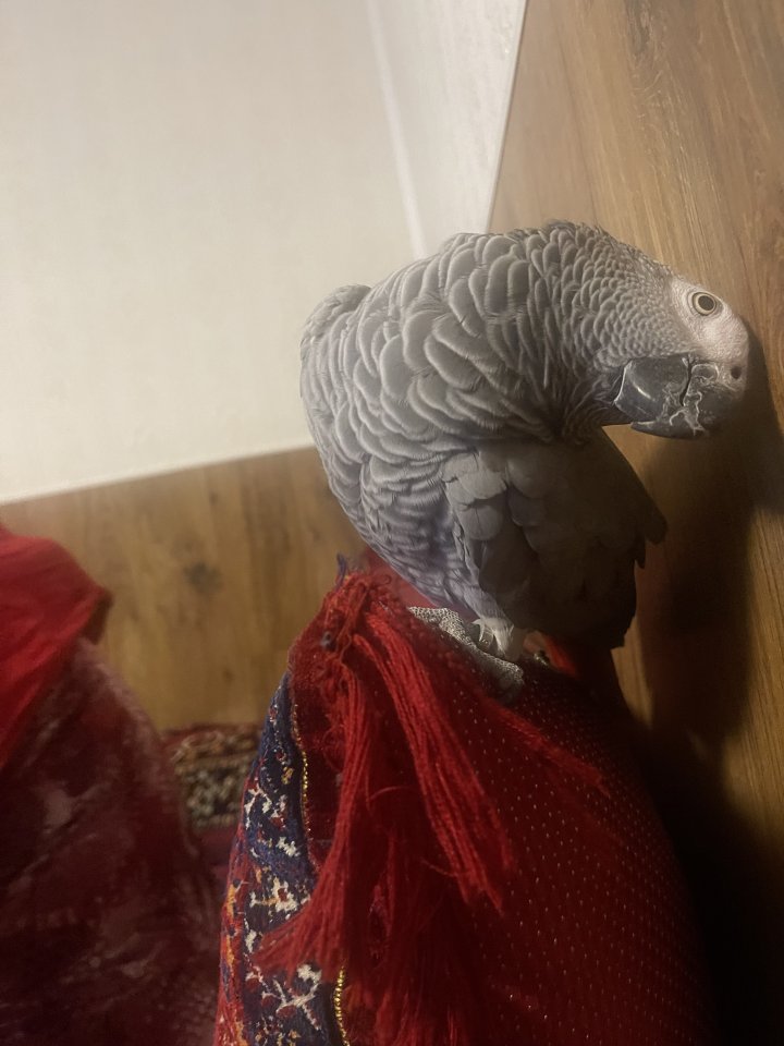 Graupapagei weiblich 4 Jahrealt - Voegel - Frankfurt  am Main