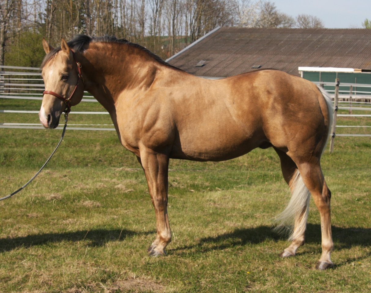 American Quarter Horse Deckhengst - Pferde - Pöttsching
