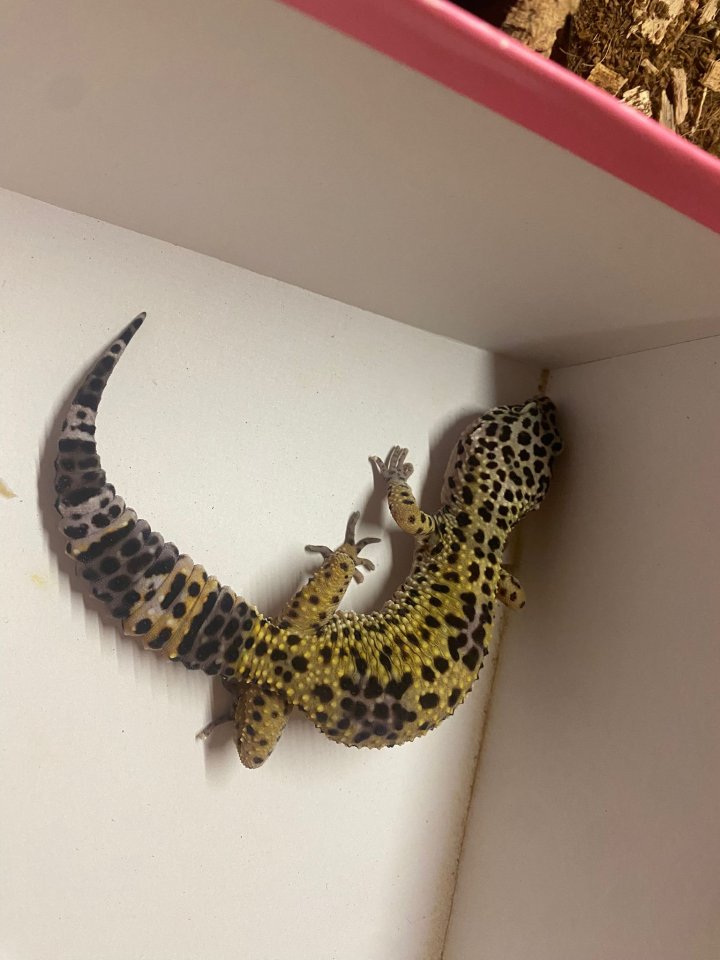 Leopardgecko weibchen - Reptilien - Paderborn
