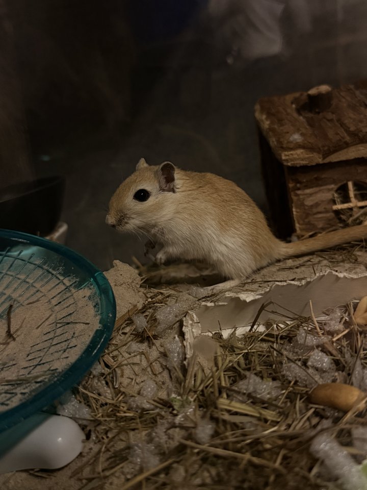 2 Wüstenrennmäuse zu verkaufen - Nagetiere - Ostercappeln