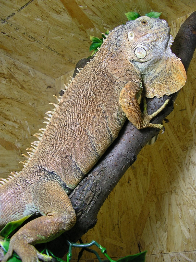 Grüner Leguan -männlich- orangen farben - Reptilien - Burg Spreewald