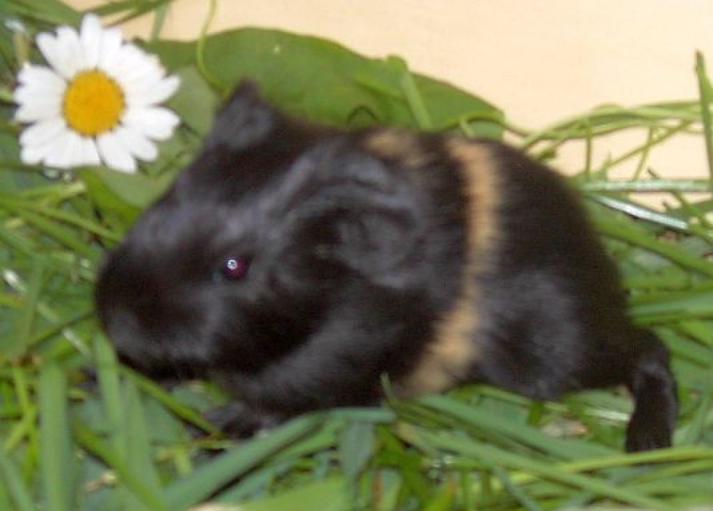 Meerie - Babies - Nagetiere - Olpe
