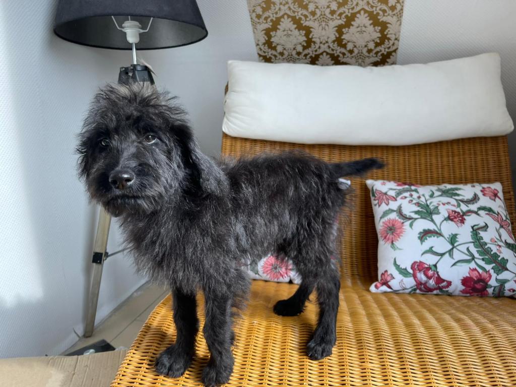 Wunderschönen Labradoodle Welpen 1000€ - Hunde - Leipzig