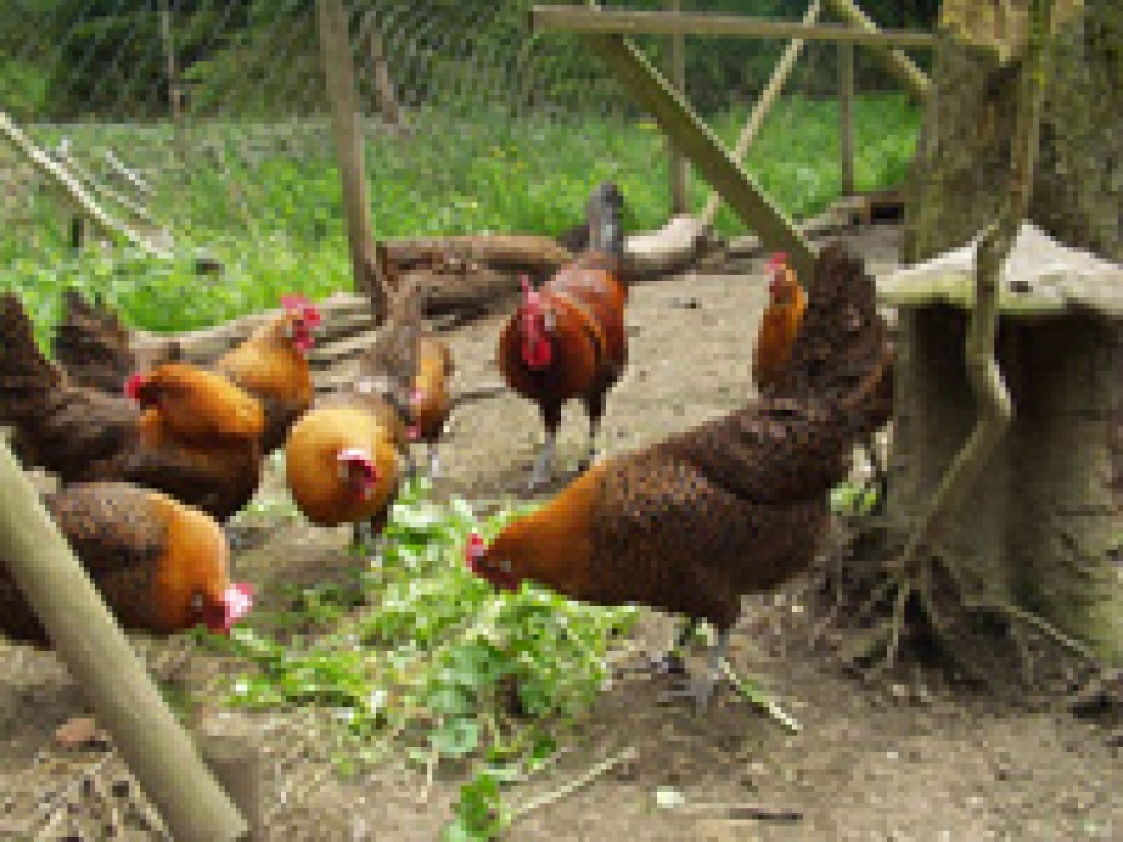 Bruteier Goldbrakel - Nutztiere - Boos