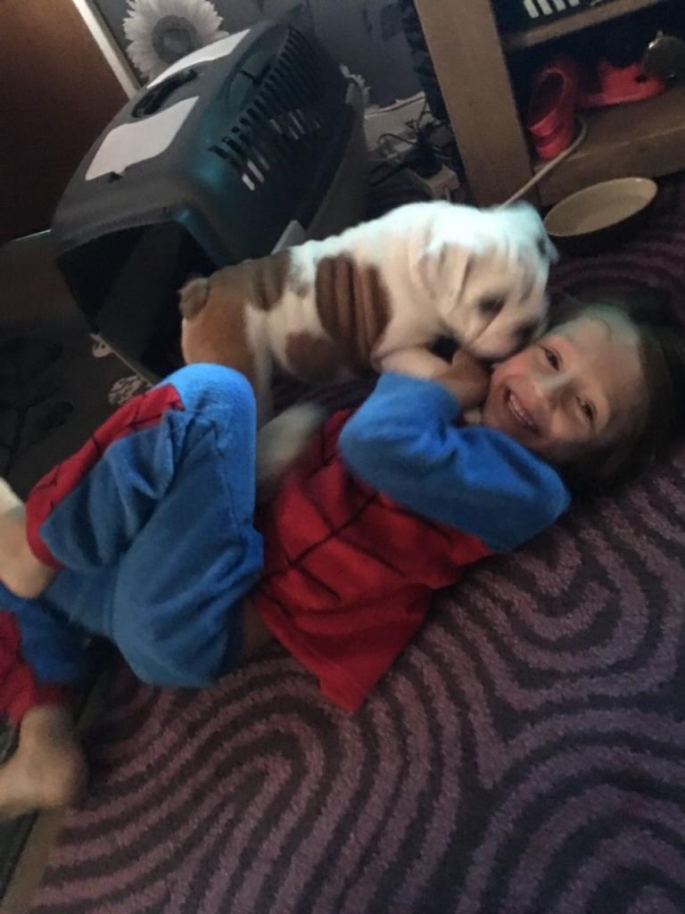 Bildhübsche Englische Bulldoggen Welpen Suchen ein neues zuhause !! - Hunde - Wien