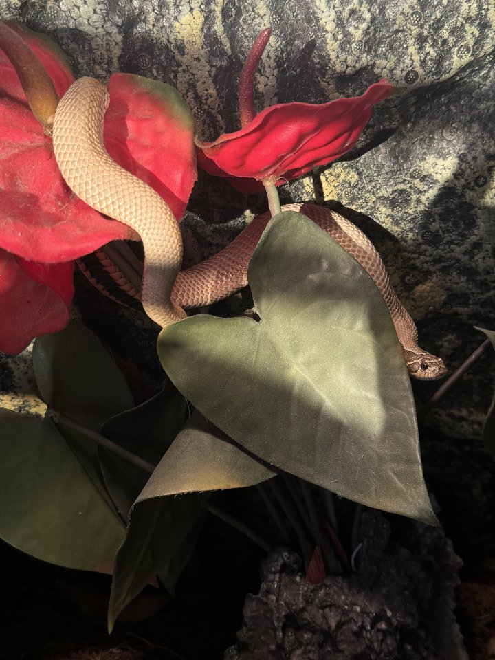 Heterodon Nascius (Hakennasennatter) - Reptilien - Wien